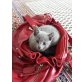 Amur, Russisch Blau - Kater