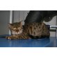 Amur und Rania, Bengalkatze - Kater