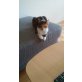 Amy, Amy, ganz ganz dringend - Katze
