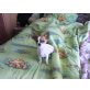 Amy, Chihuahua langhaariger Schlag Welpen - Hündin