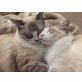 Amy&Cookie, Ragdoll - Katze