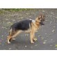 Amy, Deutscher Schäferhund - Hündin