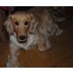 Amy, Golden retriever  - Hündin