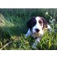 Amy, Labrador Golden Retriever Welpen - Hündin