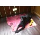 Amy, Labrador Retriever - Hündin