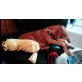 Amy, Magyar Vizsla - Hündin