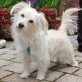 Amy-Maus, Terrier-Mix - Hündin