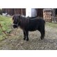 Amy, Minishetlandpony - Stute