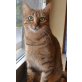 Amy, Mischling - Katze