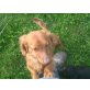 Amy,Otto,Maria,Heather, Tierschutz vermittelt kleine Mischlingshunde - Hündin