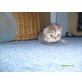 Amy, Perser mit Nase - Katze