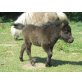 Amy, Shetland Pony - Stute