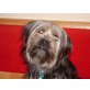Amy, Shi-Tzu-Terrier - Hündin
