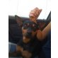 Amy, Zwergpinscher - Hündin