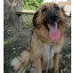 Amy, freundliche Hündin sucht Familie - Hündin