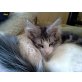 Amy u. Ariell, Maine Coon - Katze