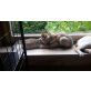 Amy und Balou, So süß und so einsam, zwei Fellnasen warten - Katze