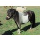 Amy v. mellink, Minishetlandpony (unter 87cm) - Stute