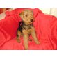 Amy von Oberlaa, Welsh Terrier Welpen - Hündin