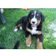 Amylie, Berner Sennenhund Welpen - Hündin