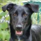 Ana, Collie-Kurzhaar-Mix - Hündin