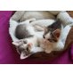 Ana und Grey, Europäische Kurzhaarkatze - Kater