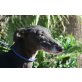 Anabella, Galgo Español - Hündin