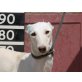 Anabella,sehr schöne Maus, Galgo Español - Hündin
