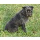 Anais, Zwergschnauzermix, 1 Jahr, Anais, Zwergschnauzer-Mix - Hündin