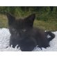 Anakin  der junge Padawan, Hauskatze - Kater