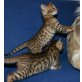 Anakin und Arista, Bengalkatze - Kater