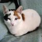 Anan, Europäische Kurzhaarkatze - Katze