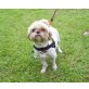 Anastasia, Shih Tzu - Hündin