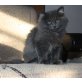 Anastazia, Sibirische Katze - Katze