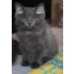 Anasztazia, Sibirische Katze - Katze