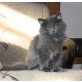Anasztazia, Sibirische Katze - Katze