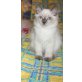 Anatol, Neva Masquarade - Kater
