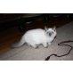 Anatol, Neva Masquarade - Kater