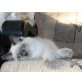 Anatol, Neva Masquarade - Kater