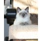 Anatol, Neva Masquarade - Kater