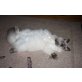 Anatol, Neva Masquarade - Kater