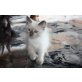 Anatol Neva Masquarade Kater, Neva Masquarade - Kater