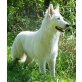 Anatol of white Shadow, Weißer Schweizer Schäferhund - Rüde