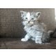 Andiamo, Maine Coon - Kater