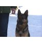 Ando, Deutscher Schäferhund - Rüde