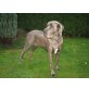 Andra, Deutsche Dogge - Hündin