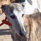 Andra, Galga, (noch nicht)kastriert, geb. ca. 2006  - Hündin