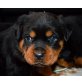 Andras, Rottweiler Welpen - Rüde