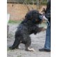 Andre, Schnauzermix fast 4 Jahre , Andre, Schnauzermix 4 Jahre - Rüde