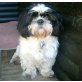 Andre, Shih Tzu - Rüde